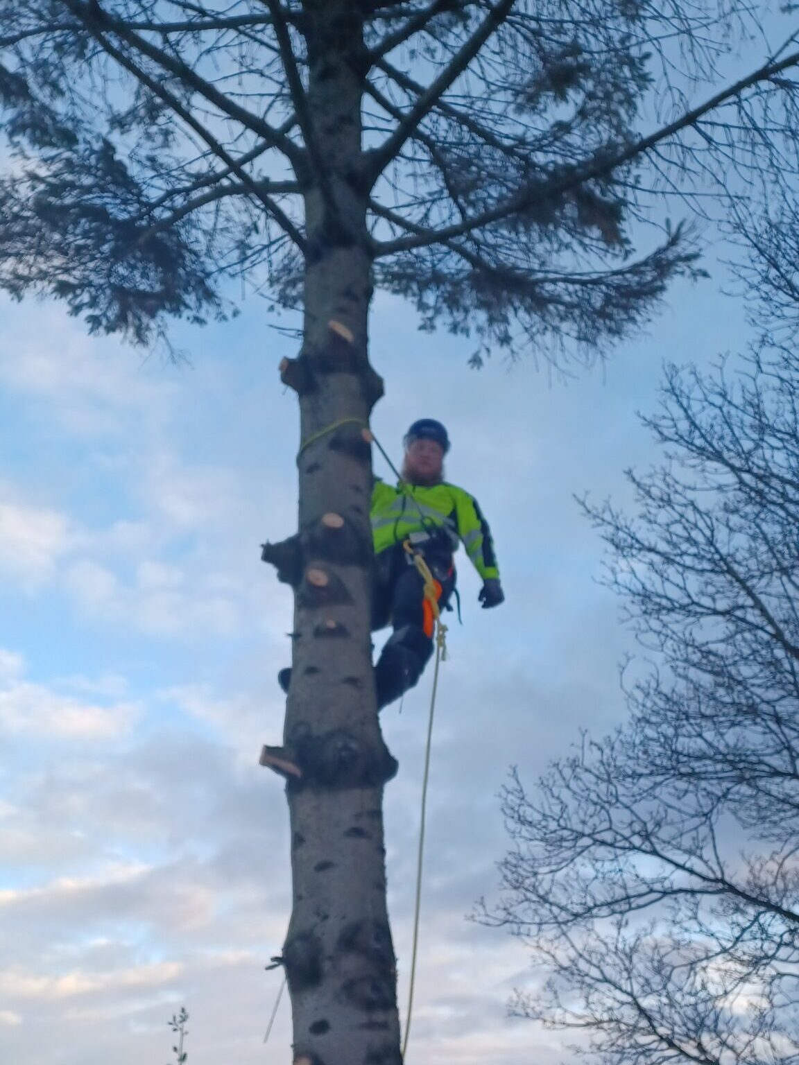 trefelling i sandnes