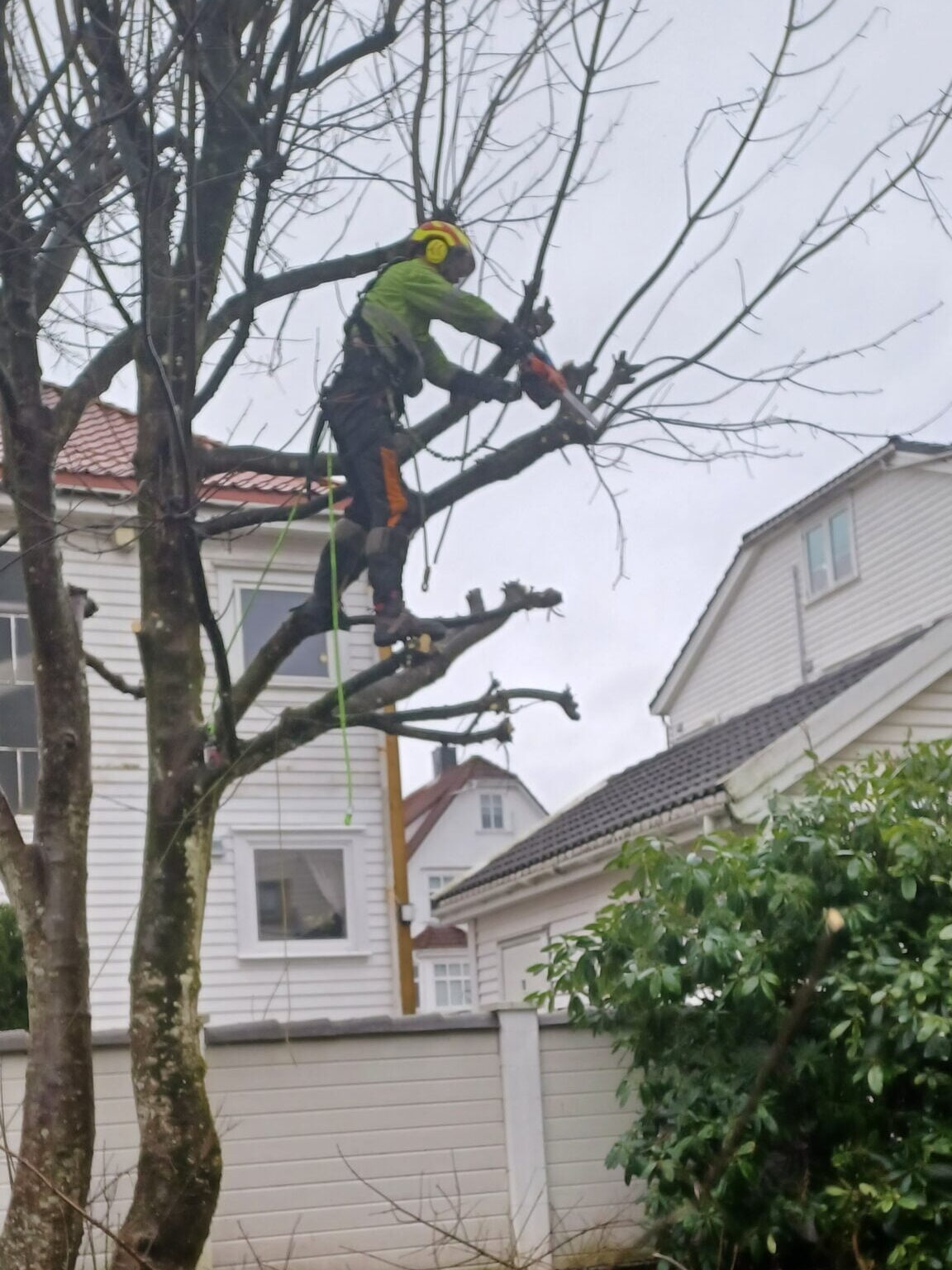 Beskjæring av tre til vinter i sandnes