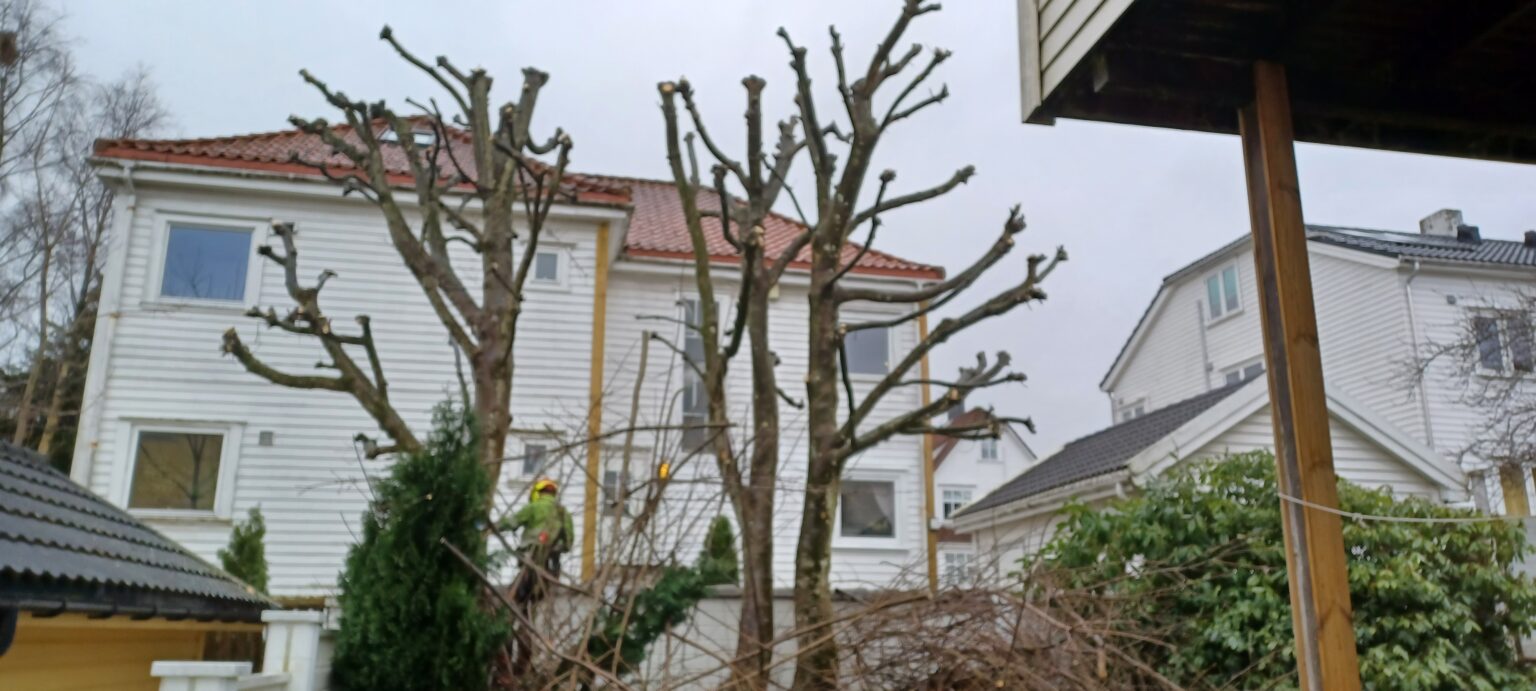 Beskjært tre til vinter i rogaland
