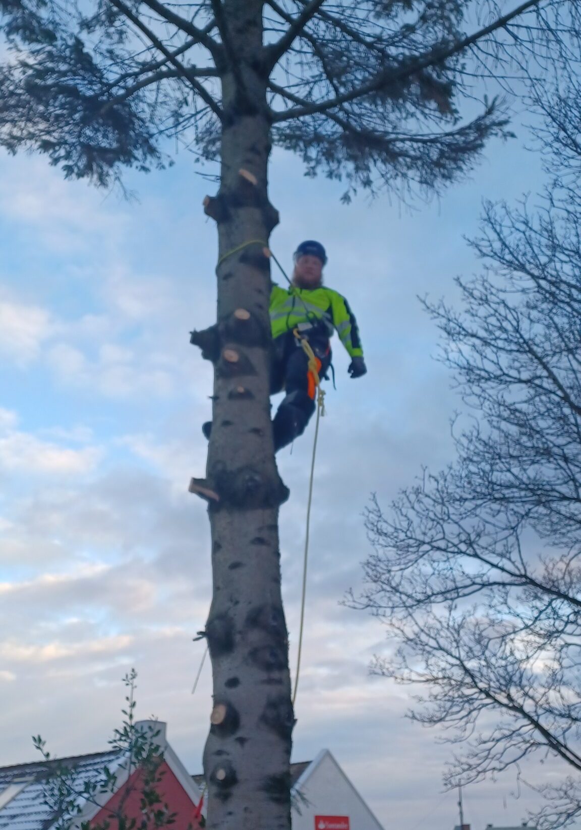 trefelling i sandnes