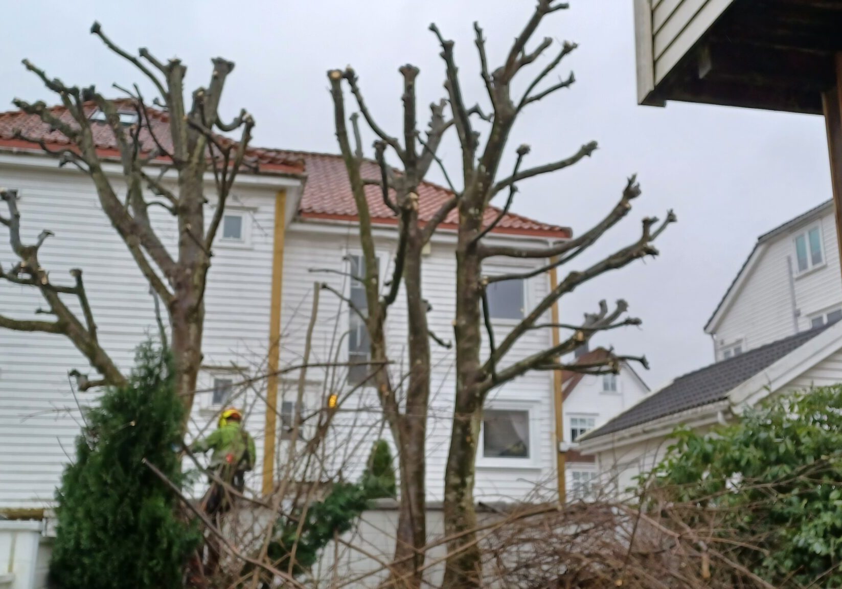 Beskjært tre til vinter i rogaland